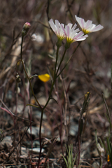 Malacothrix floccifera