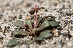 Calyptridium pulchellum