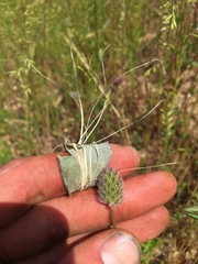 Trifolium albopurpureum