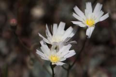 Malacothrix floccifera