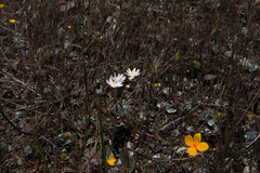 Malacothrix floccifera