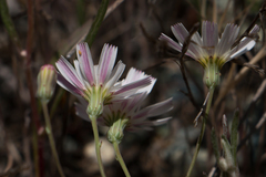Malacothrix floccifera