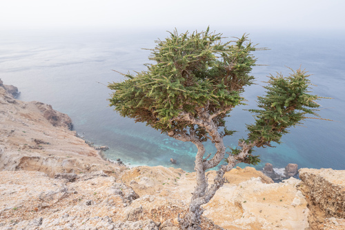 Commiphora planifrons (Balf.fil.) Engl. 3