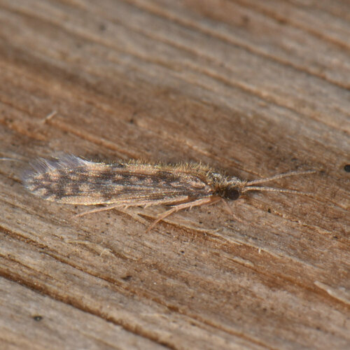 Salt and Pepper Microcaddisfly photo 4