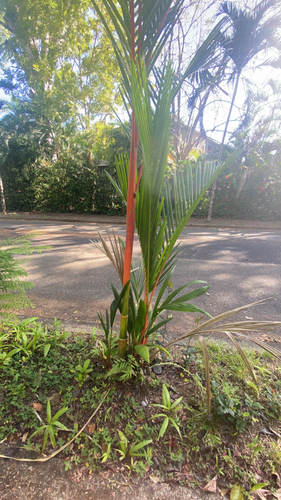 Foto de Palmeira-ráfia
