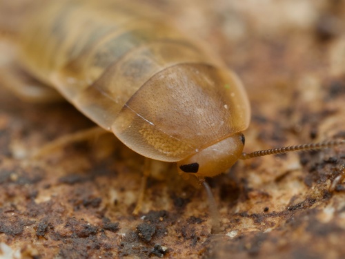 Schwarz's Hooded Cockroach photo 4