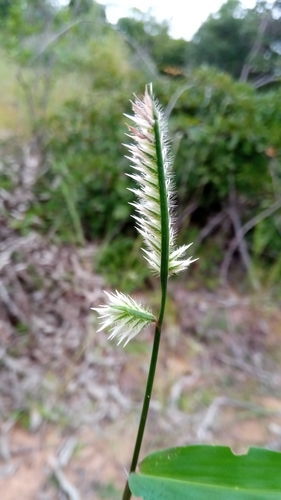 Chasechloa image