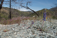 Lupinus spectabilis