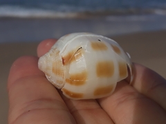 Phalium areola