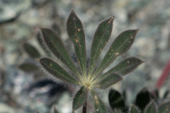 Lupinus spectabilis