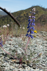 Lupinus spectabilis
