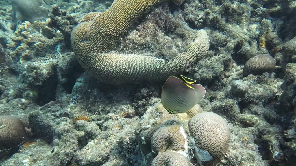 herringbone butterflyfish