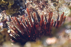 Heliocidaris tuberculata image