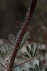 Lupinus spectabilis