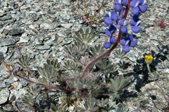 Lupinus spectabilis
