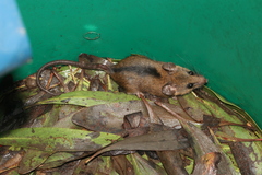 Kivu African Climbing Mouse photo 1