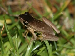 Litoria adelaidensis