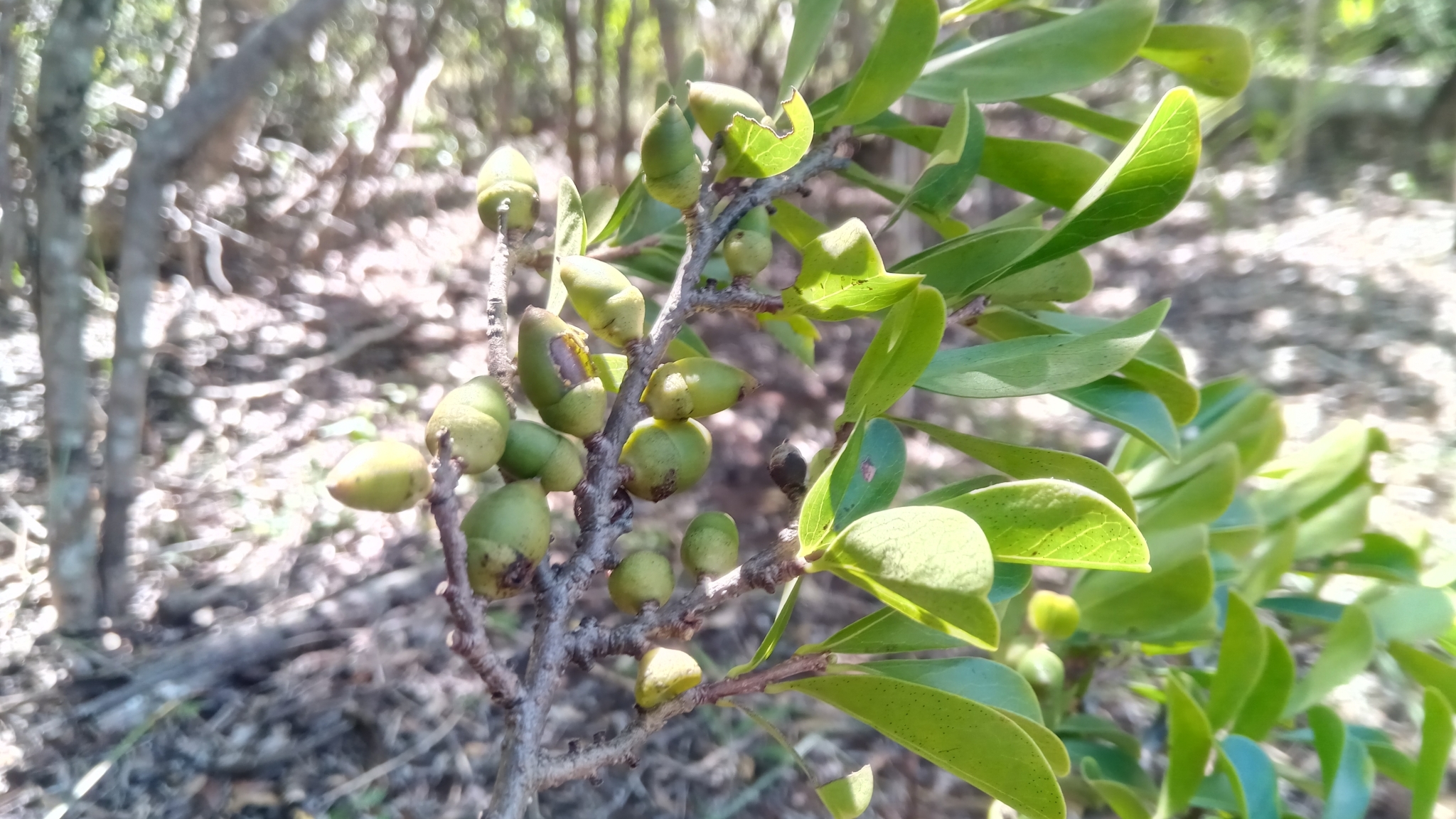 Diospyros myrtifolia