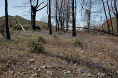 Lupinus spectabilis