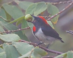 Black-Fronted Flowerpecker photo 3