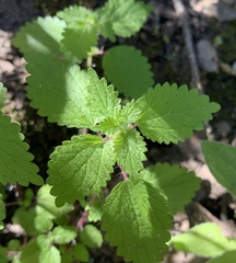 Hesperocnide tenella