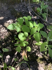 Hesperocnide tenella