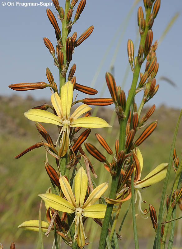 Asphodeline brevicaulis