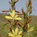 Asphodeline brevicaulis - Photo (c) licensed media from TrekNature DwCA without owner, some rights reserved (CC BY-NC-SA)