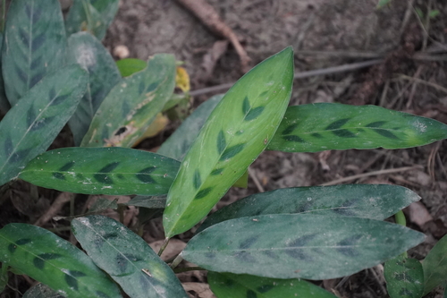 Stachyphrynium repens
