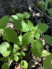 Hesperocnide tenella