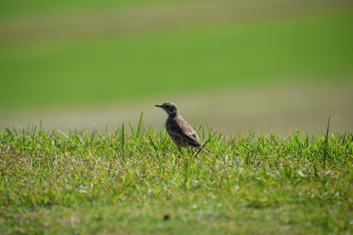Australische pieper (Anthus australis)