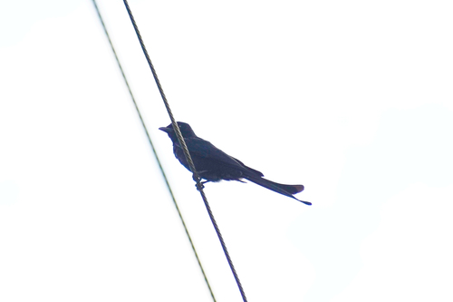 Black Drongo