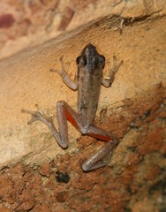 Litoria adelaidensis