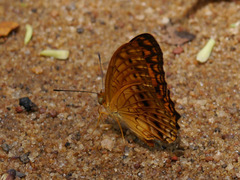 Phalanta eurytis eurytis