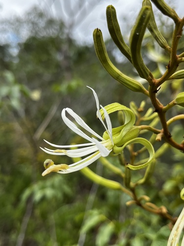 Bauhinia acuruana