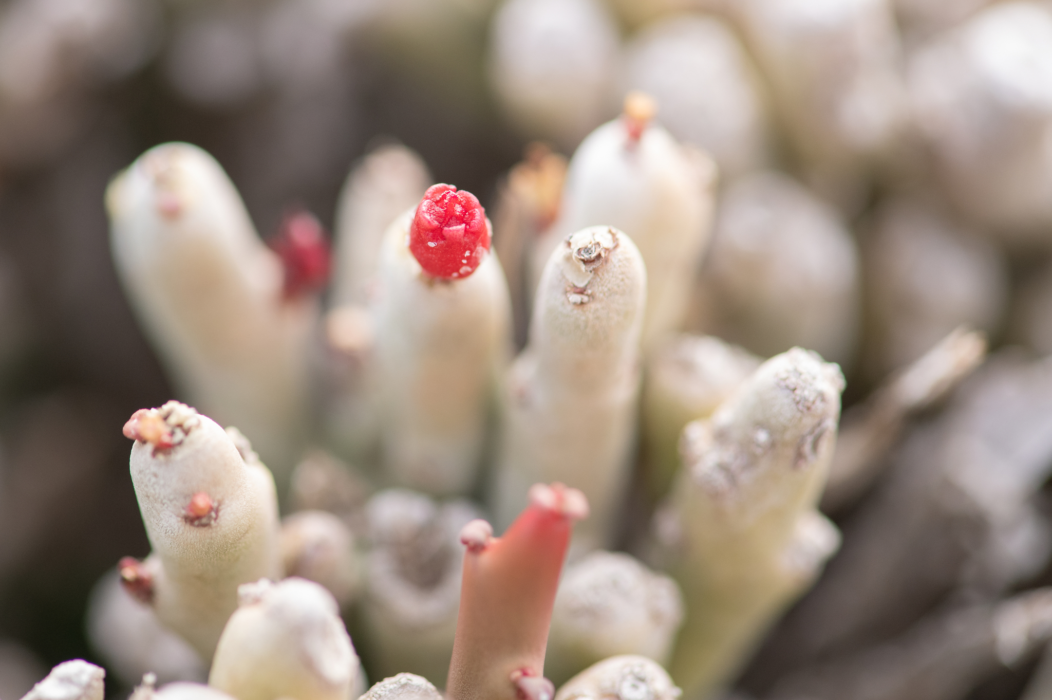 Euphorbia mtolohensis