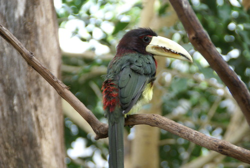 Ivory-billed Araçari