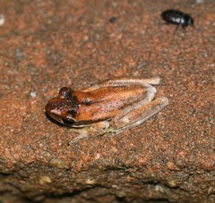 Litoria adelaidensis