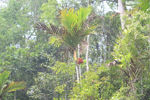 Foto de Palmeira-areca
