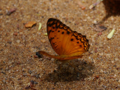 Phalanta eurytis eurytis