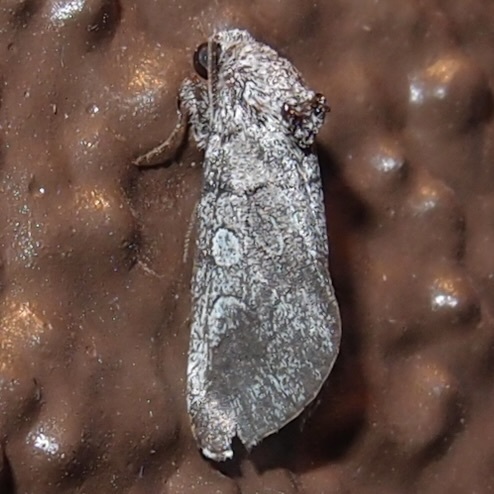 Oxycnemis advena photo 3