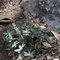 Lupinus huachucanus