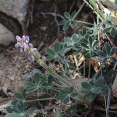 Lupinus huachucanus