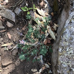 Lupinus huachucanus