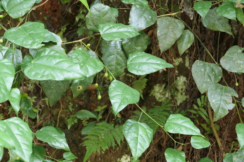 Erythropalum scandens observed 2024-01-17