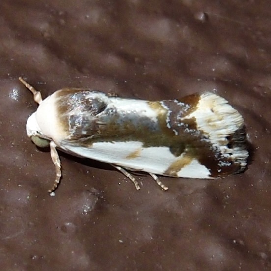 Tarache cora