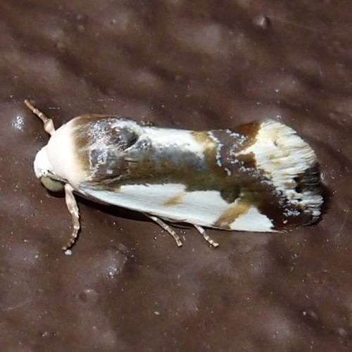 Tarache cora