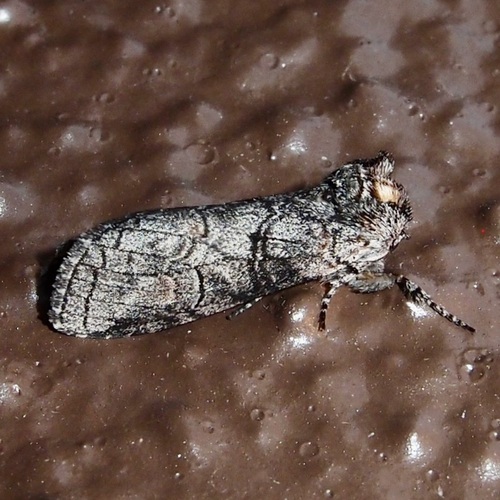Mimosa Prominent photo 5