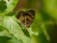 Junonia sophia sophia