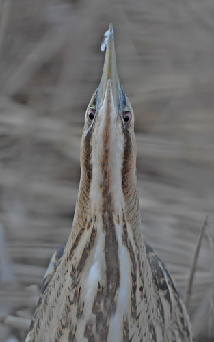 Eurasian Bittern (Botaurus stellaris)
